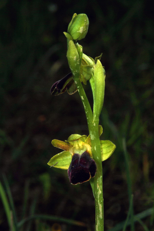 Ophrys fusca 18-05-10